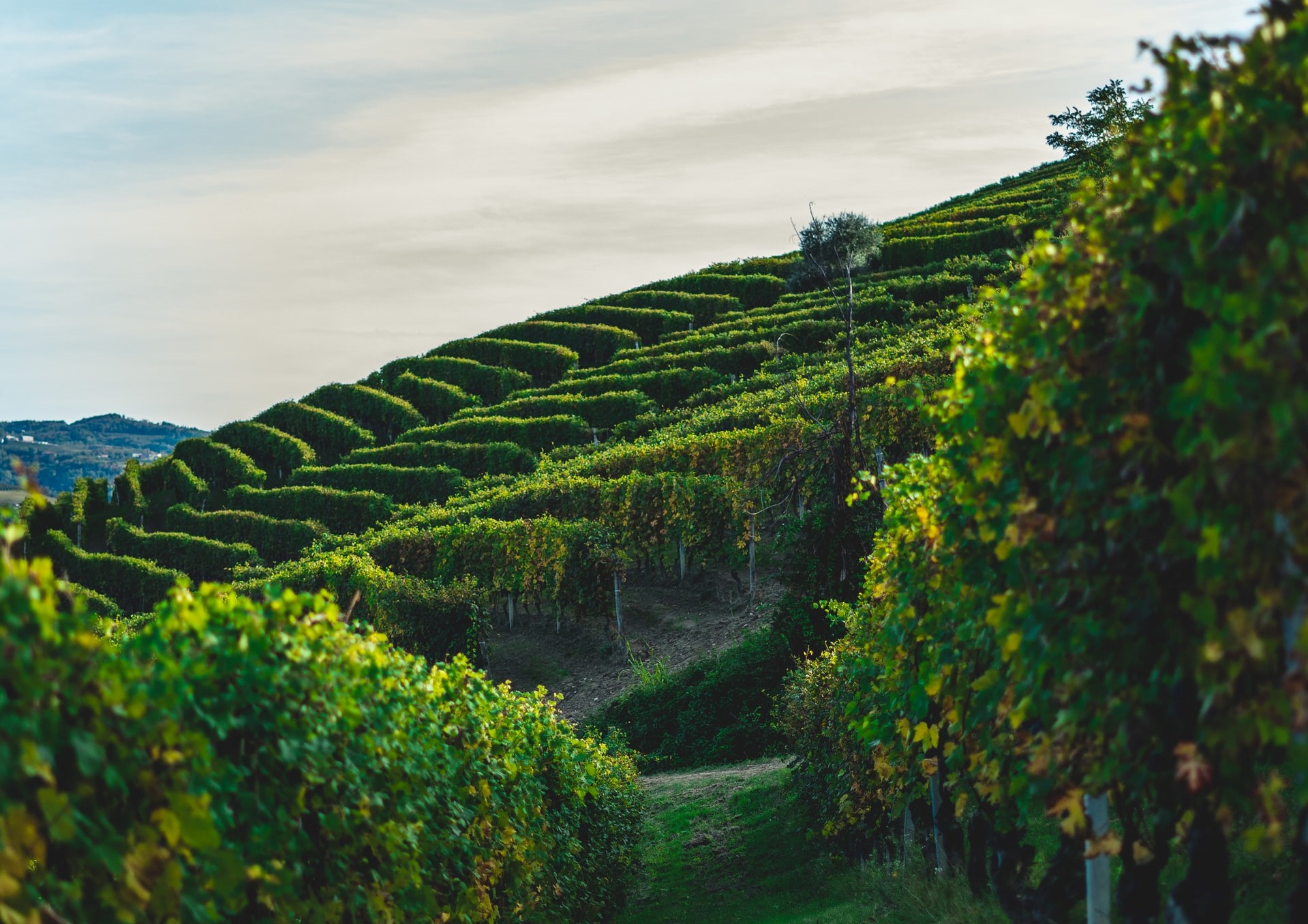 Langhe e Roero