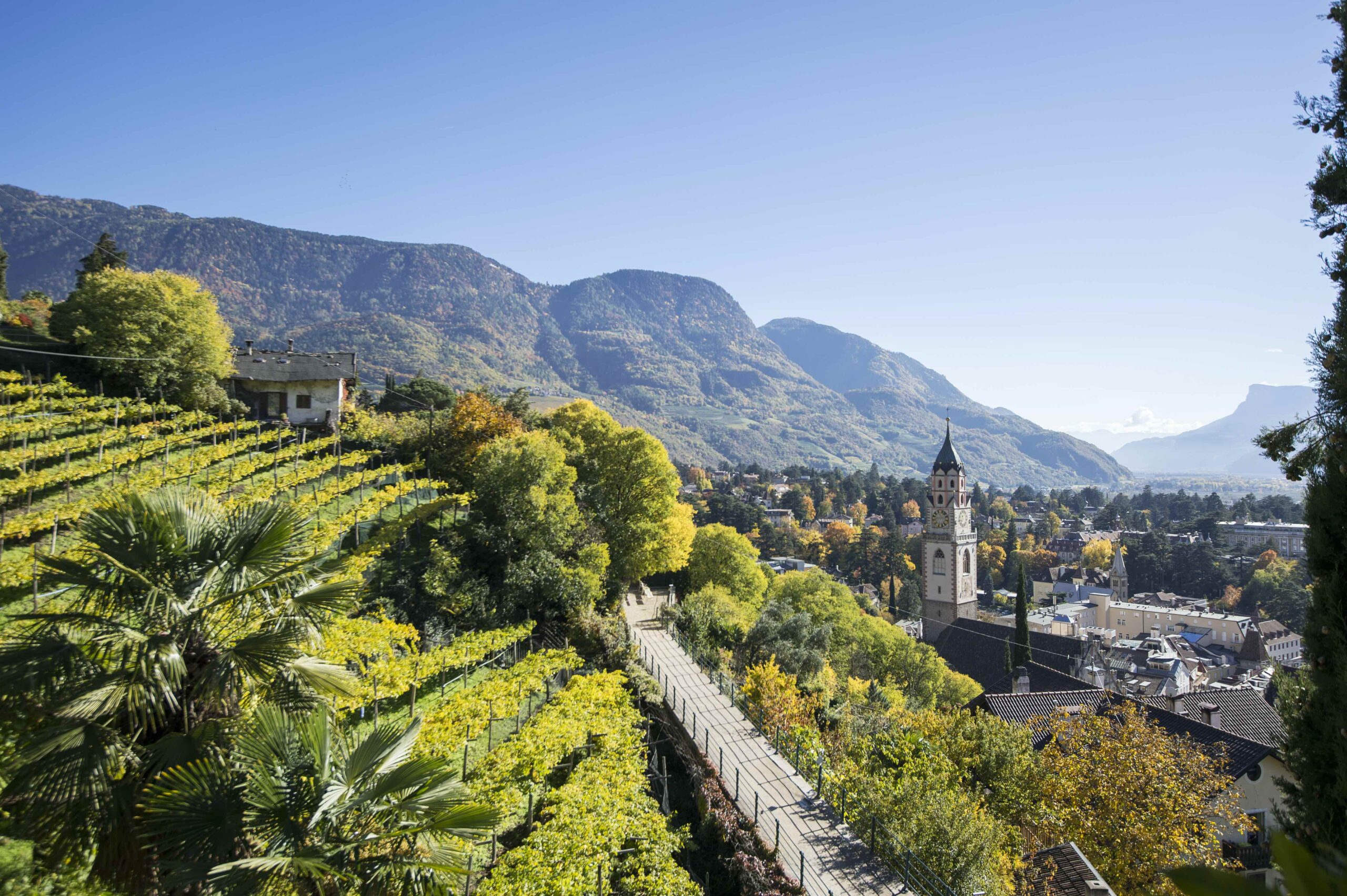 merano uva