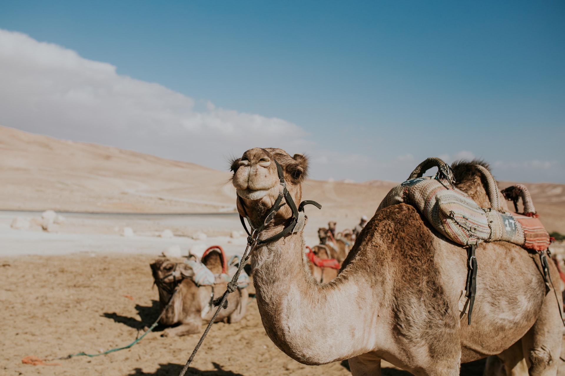 negev israele
