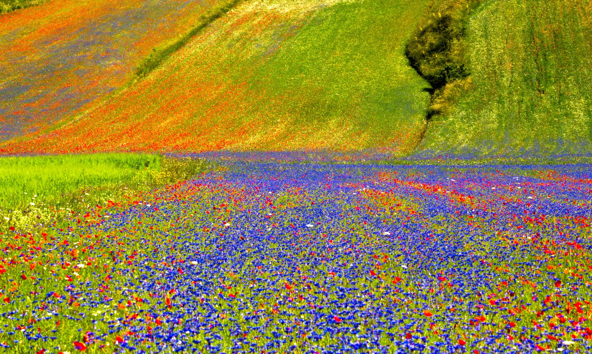 castelluccio di norcia fioritura