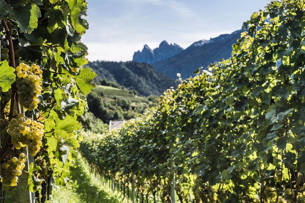 bressanone vino