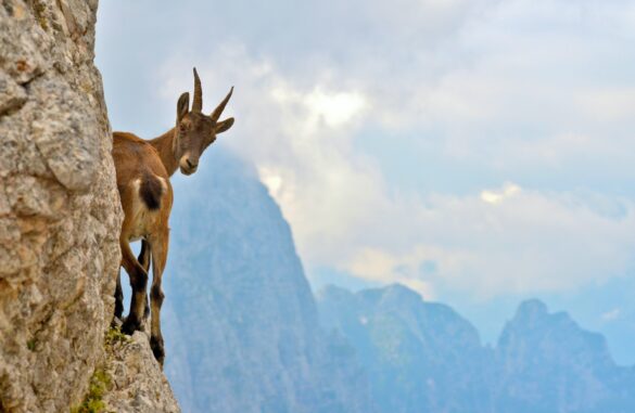 friuli montagna