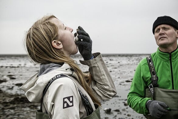 wadden danimarca autentica